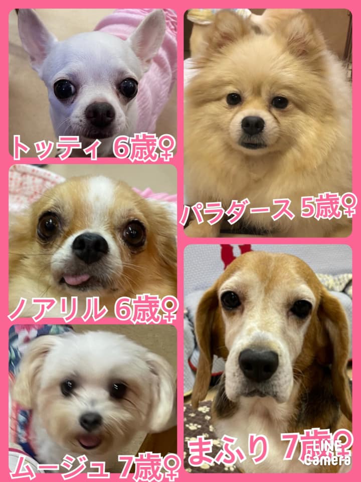 🐾今日の里親様募集中ワンコ🐶メンバーです🐾2021,9,30